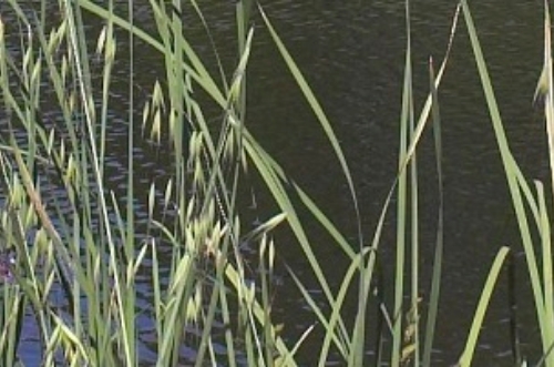 Imagen cabecera Ecocampus Lago Jardín Botánico