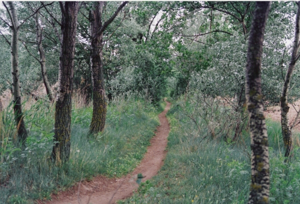 Sendero en la rivera del Henares