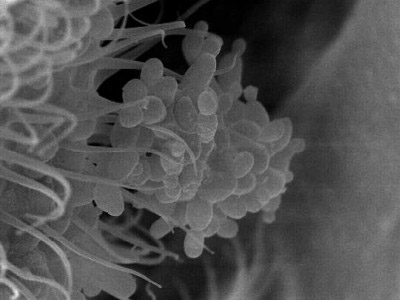 Servicio de Microscopía Electrónica